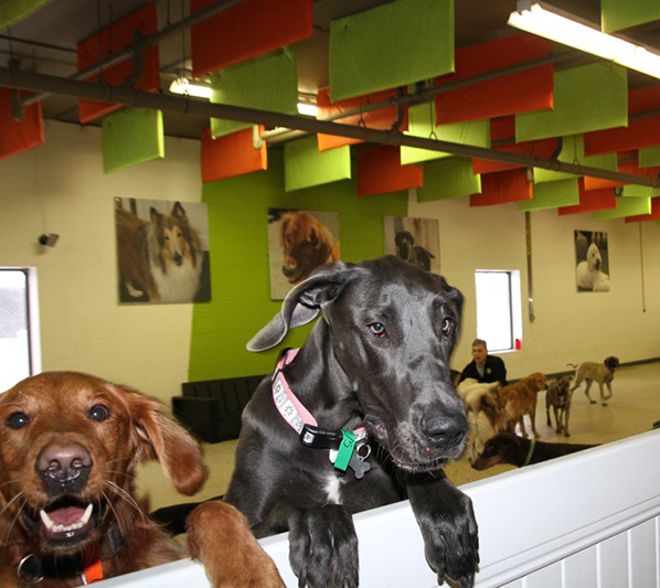 Interior of the Adogo Pet Hotels facility, showcasing a clean, colorful play area with multiple dogs and durable kennel suites.